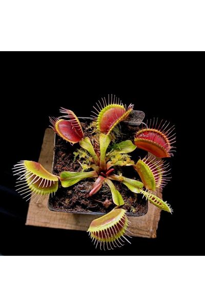 mobuflora Büyük Kapanlı Özel Tür Dionaea Muscipula Etobur Bitki Sinek Kapan