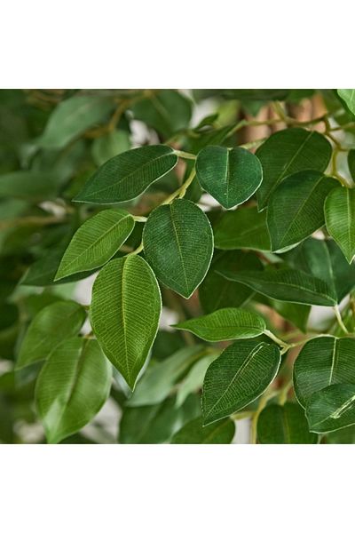Home Box Teodora Ficus Artificial Tree - 210 cm