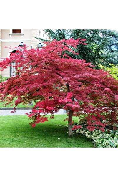 tnc garden groups Kırmızı Yapraklı Japon Akçaağaç Acer Palmatum Atropurpureum...