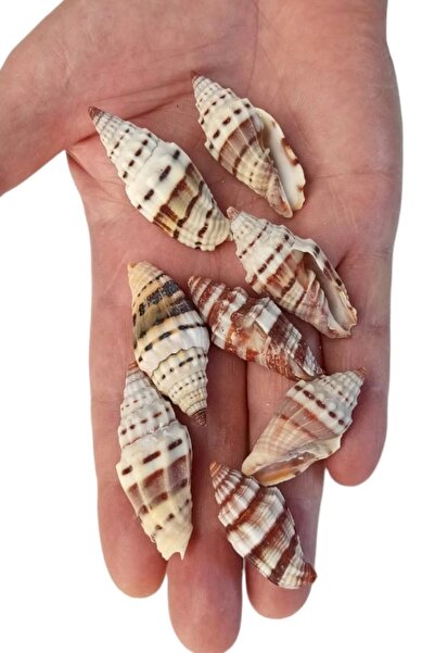 Pozitif Doğal Taş 50 Gram Mitra Deniz Kabukları 555