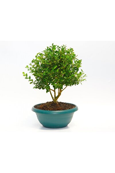 Tunç Botanik BONSAİ BUXUS - HEDİYELİK EV OFİS BİTKİSİ