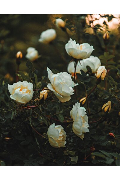 Tunç Botanik Gül Fidanı - Beyaz Aşılı Yediveren Bahçe Gülü 30-40 Cm