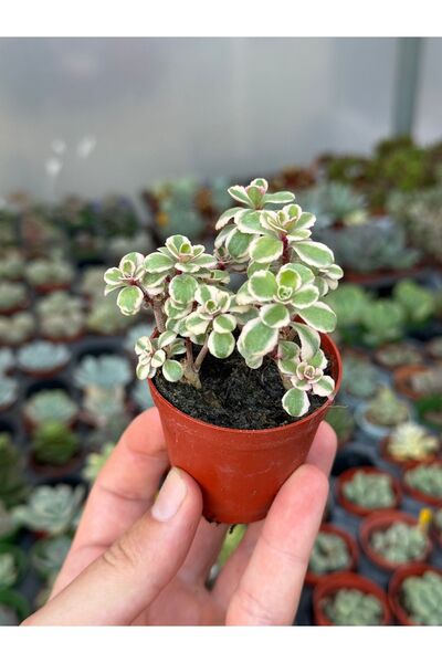 SukuLand Sedum Spurium Tricolor koleksiyonluk özel tür sukulent 5,5cm saksıda