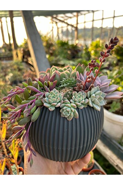 NAREBOTANİK Yeni Aranjman Mercan Saksı