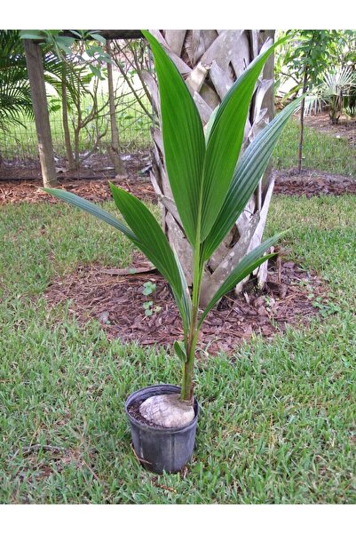 Berceste Peyzaj tasarım Coconut Palmiyesi Cocos Nucifera 120cm