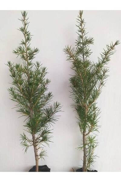 Kaan Peyzaj Tüplü Sedir Fidanı