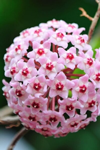 ÇİÇEKFLİX Mum Çiçeği Pembe 15-20 Cm 1.kalite Özel Ürün