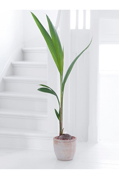 SYNETELLYA Cocos Palm - Hindistan Cevizi Palmiyesi Bitkisi 150-170 cm