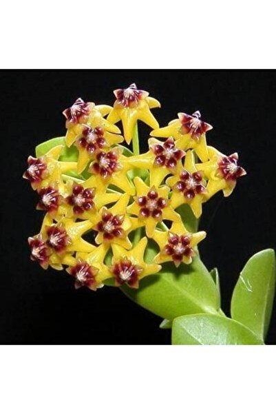 ÇİÇEKFLİX Mum Çiçeği Özel Renk 2. 1. Kalite Özel Ürün 15 20 Cm