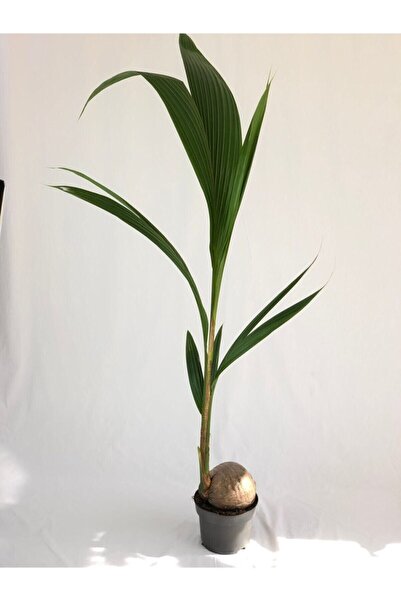 OSEDYA GARDEN Cocos Palmiyesi - Hindistan Cevizi Palmiyesi Coconut Palm - Cocos Nucifera - Ithal Bitki 130-160 cm