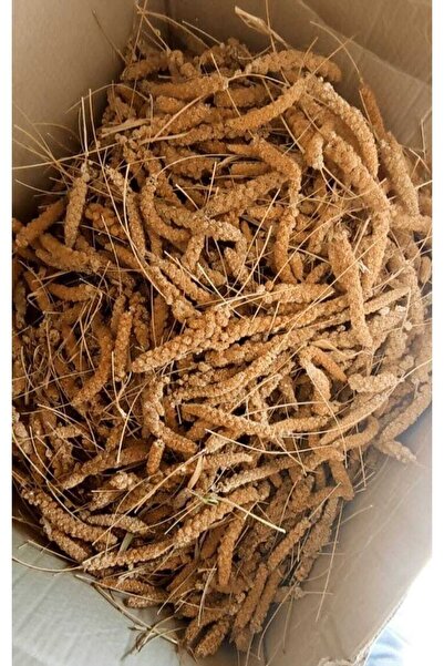 Erenpet Parmak Boy Kızıl Dal Darı (1000 Gr.)