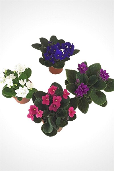 Online Botanik Afrika Menekşesi 4 Saksı Karışık Renkler