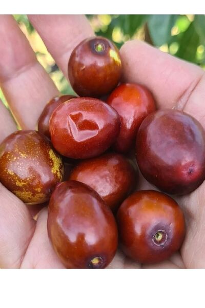 AYDOĞDU Tüplü iri meyveli hünnap fidanı 1/m