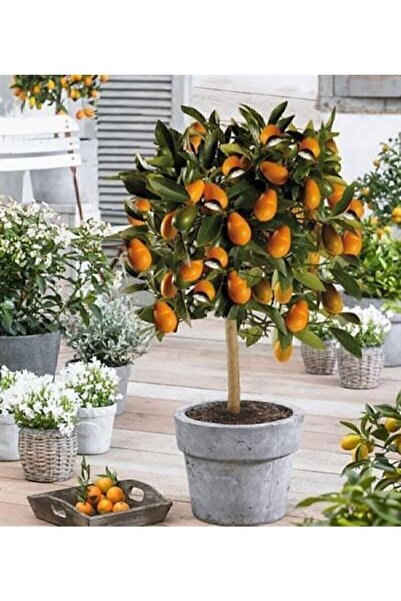 NOBLE CONCEPT Kumkuat Kamkat Çiçekli Bol Yapraklı