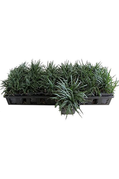 Osmanlı Çimi -Ophiopogon Japonicus - 30 Adet