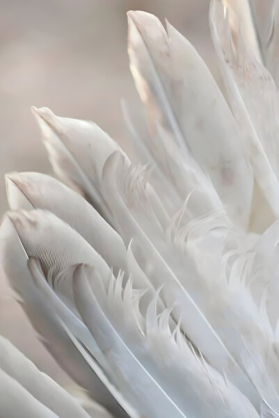 Harikabirev HARİKABİREV|KIRILMAZ CAM (TEMPERLİ) SOFT KURU ÇİÇEK TABLOSU 02 |TMTEKLİ