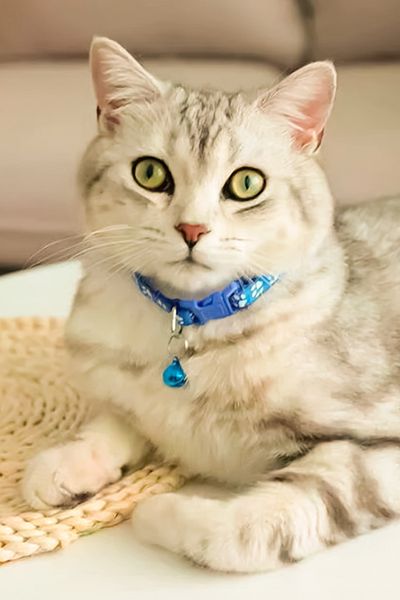 Truego Paw Pattern Cat and Dog Collar - Blue