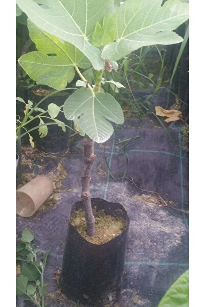 peyzajyagmur Tüplü Bardacık Incir Fidanı ( Bardak )