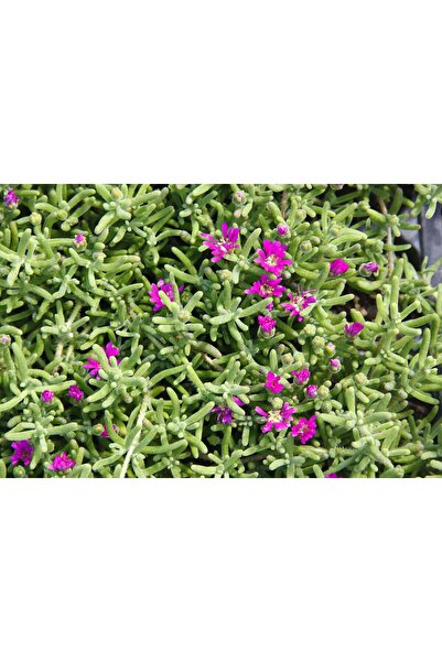 Tunç Botanik ACEM HALISI 45 ADET - MEZARLIK KABİR ÇİÇEĞİ