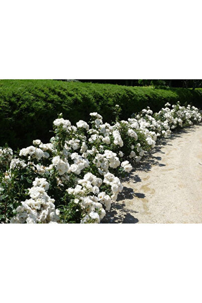 Tunç Botanik Gül Fidanı - Beyaz Aşılı Yediveren Bahçe Gülü 30-40 Cm