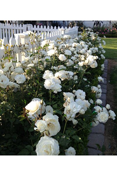 Tunç Botanik Gül Fidanı - Beyaz Aşılı Yediveren Bahçe Gülü 30-40 Cm