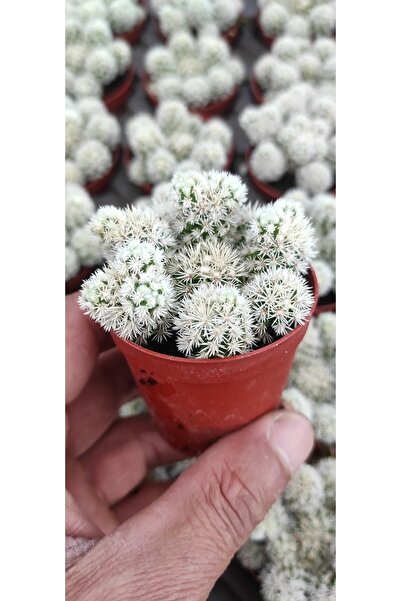 Ravza Çiçekçilik Mammillaria Gracilid arizona snowcap (beyaz kartopu) kaktüs