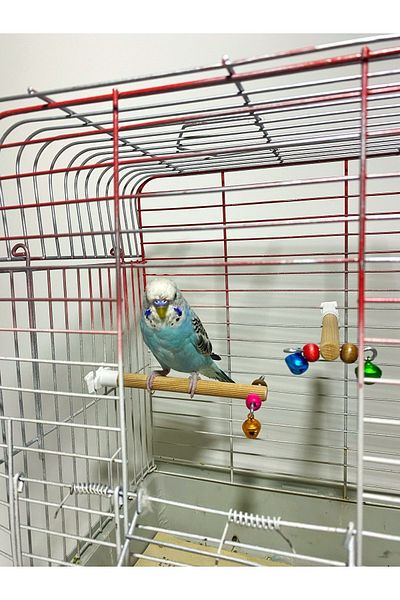 Ciko Kafes 10MM 12CM Bell Bird Perch - Set of 2
