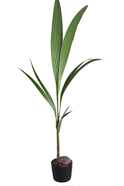 Cemre Garden Cocos Nucifera - Hindistan Cevizi Cocos Palmiyesi - Ev Ofis Salon Iç Mekan Bitkisi - 175 Cm