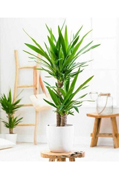 Çiçek Yukka Çiçeği Yucca 2'li