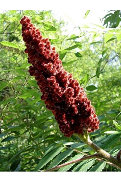 Türkiyem Organik Ürünler Antep %100 Sumak Ekşisi 500 gr