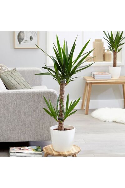 SYNETELLYA 2 Gövdeli 80-100 cm Boyunda Yucca Bitkisi Yuka Avize Çiçeği
