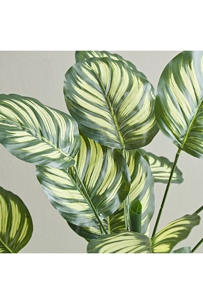 Home Box Teodora Artificial Calathea Tree - 105 cm
