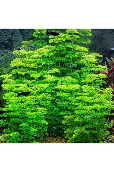 Genel Markalar 7 Dal Bakımı Kolay Limnophila Sessiliflora Saksı Canlı Akvaryum Bitkisi
