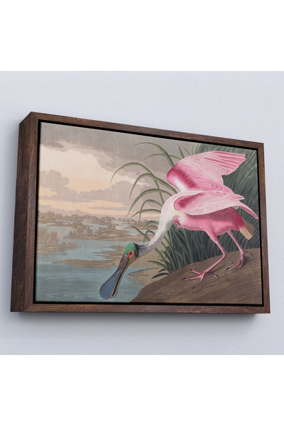 Oxyteez John James Audubon cu cadru din lemn - Pictură Roz Spoonbill-7120