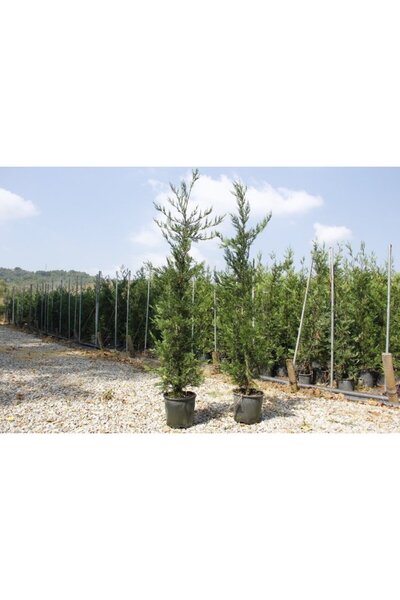 Tunç Botanik YEŞİL LEYLANDİ 10 ADET- AŞILI ÇİT BİTKİSİ 1-1.5 Metre