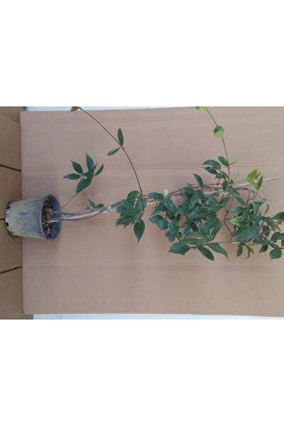 Genel Markalar Arap Yasemini Fidanı