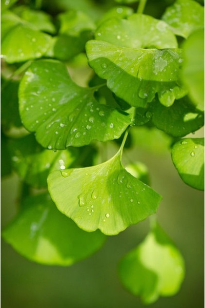 Tunç Botanik MABET AĞACI FİDANI - ŞİFALI GİNKGO BİLOBA