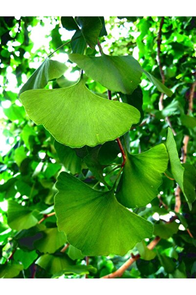 Tunç Botanik MABET AĞACI FİDANI - ŞİFALI GİNKGO BİLOBA