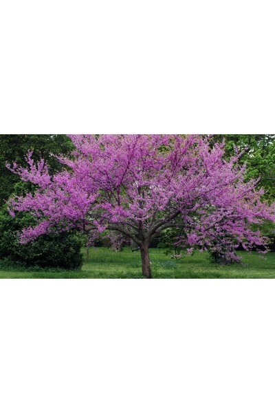 Tunç Botanik ERGUVAN AĞACI 1 METRE