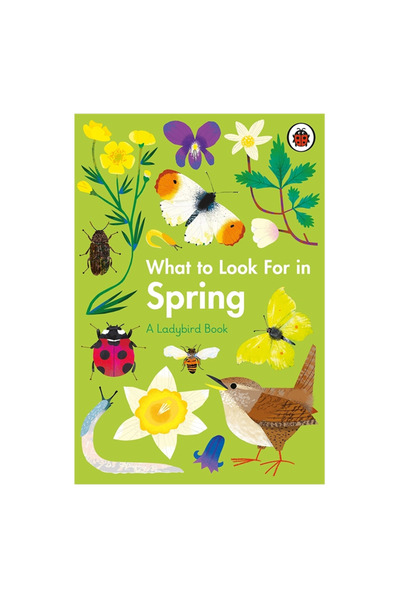 Ladybird Book الدعسوقة ماذا تبحث عنه في الربيع