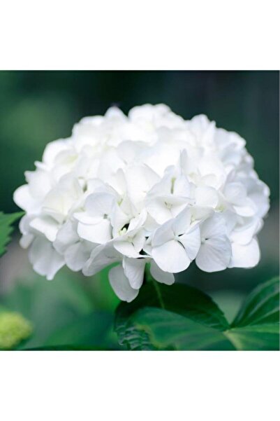 Mimoza Üretim Saksılı Beyaz Ortanca Çiçeği 10-20 cm