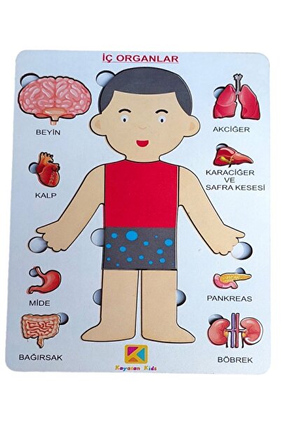 kayasan kids I'm Learning My Organs - Who Am I?