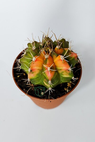 Toptan Kaktüs Gymnocalycium Mihanovichii Variegata köklü çok renkli küçük boy koleksiyon kaktüs 5.5 cm kahverengi