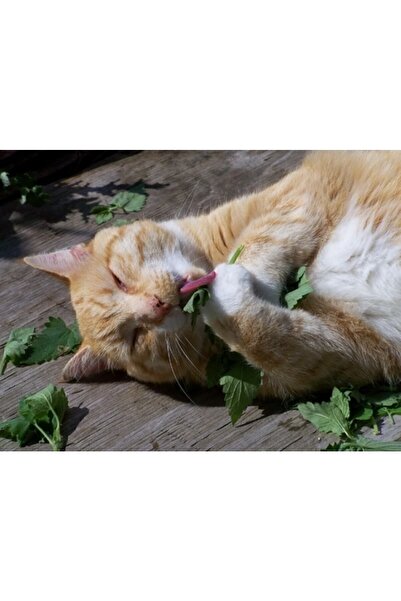 Tohum Dünyası 200+ Adet Kedi Nanesi Tohumu