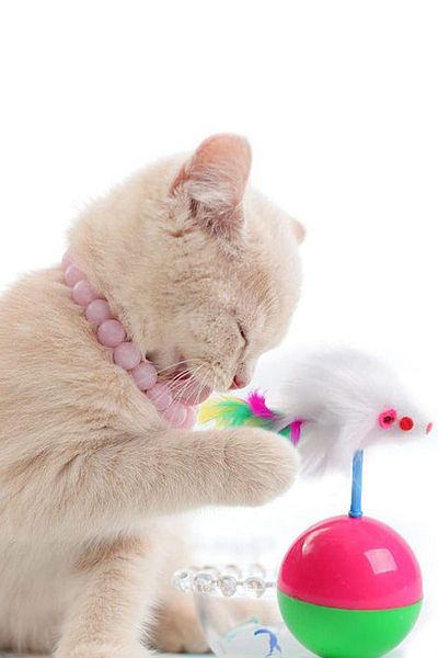 COZY SENSE CaT Ball and LicKing Ball - Movable Play Tunnel, ScraTching House and Bone Dog Toy