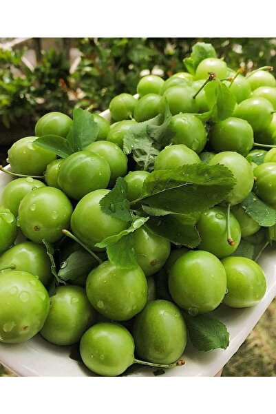 Hamile Marketim Taze Erik 250 gr