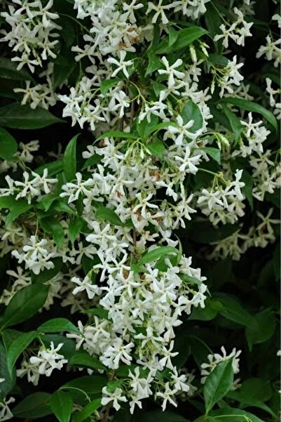 retro çiçekçilik 6 Adet Kokulu Ful Arap Yasemin Çiçeği Fidesi Dış Mekan Sarmaşık