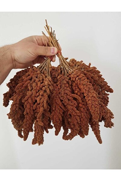 Ankara Yem Evi Kızıl Dal Darı Tilki Kuyruk 1 kg