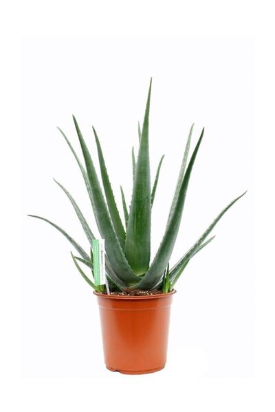 Genel Markalar Aloe Vera Bitkisi 30 40 Cm Sarı Sabır Bitkisi Ev Bitkisi