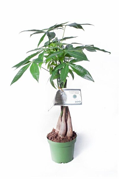 Genel Markalar Pachira Aquatica - Örgülü Para Ağacı - Ev Ofis Salon Iç Mekan Bitkisi - 40 Cm